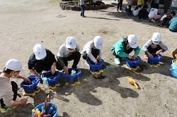 球根を植える児童の写真