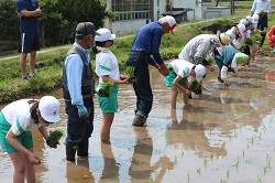 田植えをする児童の写真