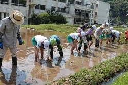 田植えをする児童の写真2