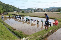 田植えをする児童の写真3