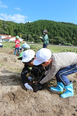 芋堀をする子どもたちの写真2