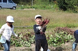 収穫した芋を持つ児童の写真