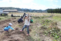 収穫した芋を持つ児童の写真2