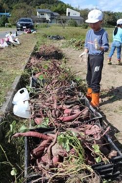 収穫した芋の写真