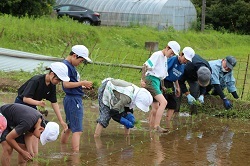 田植えをする児童の写真１