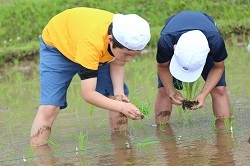 田植えをする児童の写真２