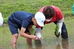 田植えをする児童の写真３