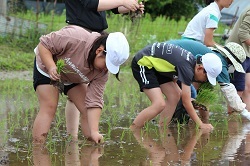 田植えをする児童の写真４