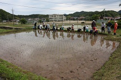 田植え後の田んぼの写真