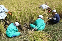 稲を刈る児童の写真