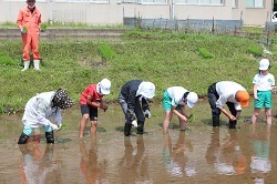 田植えをする児童と地域の方の写真２