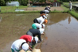 田植えをする児童と地域の方の写真３