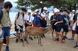 宮島で鹿と触れ合う児童の写真