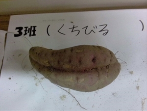 3班の選んだサツマイモです。「くちびる」と名付けました。