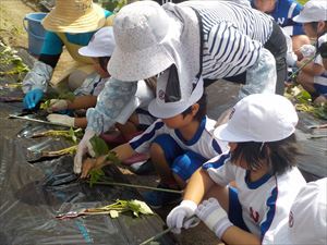 地域の方に植え方を指導していただく様子です。