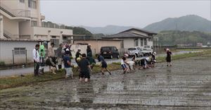 田植えをする様子です。