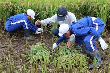 地域の方に教えてもらいながらやっています。