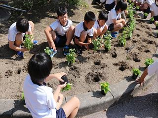 丁寧に植えています。