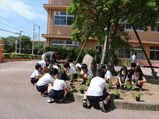 昇降口前の花壇に植えています。