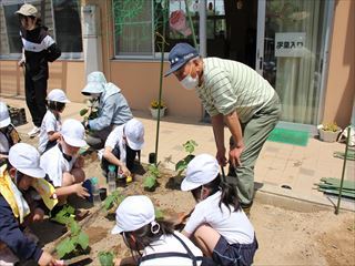 丁寧に植えていきます。