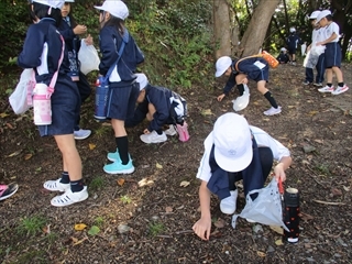 ドングリなどを拾っています