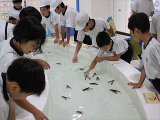 タッチプールで遊んでいます