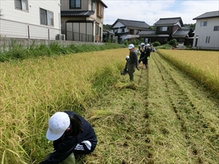 広い田んぼを地道に刈っていきます