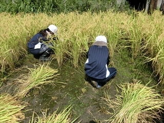 黙々と刈っています