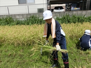 だんだん上手になってきています