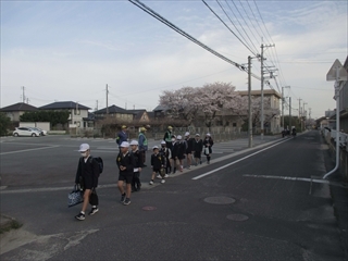 桜の花の下を登校しています。