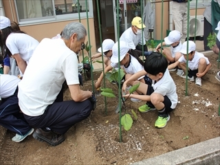 いっしょに植えています。