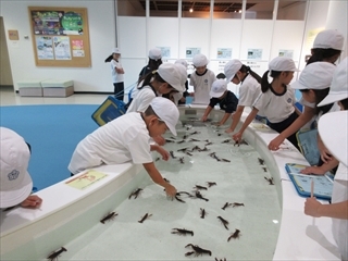 ゴビウスを見学しています。