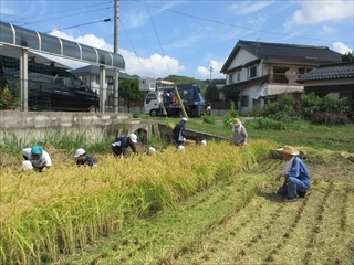 一生懸命刈っています。