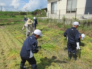 刈った稲を集めています。