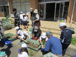 ミニトマトの苗を植えています。