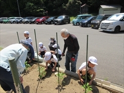 教わりながら植えています。