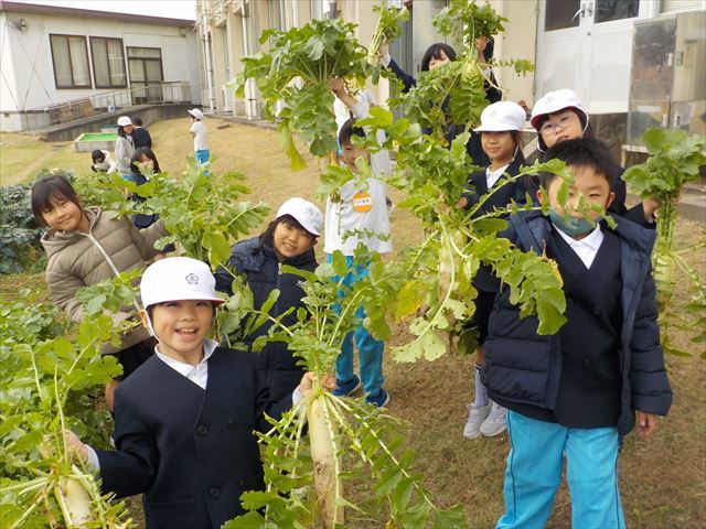大根の収穫をする児童