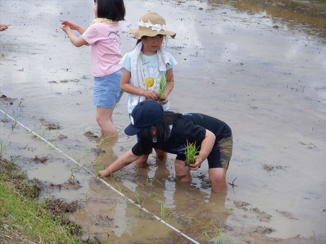 苗を受けることにチャレンジ。初めて植えたよ。