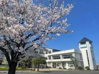 玄関の桜です