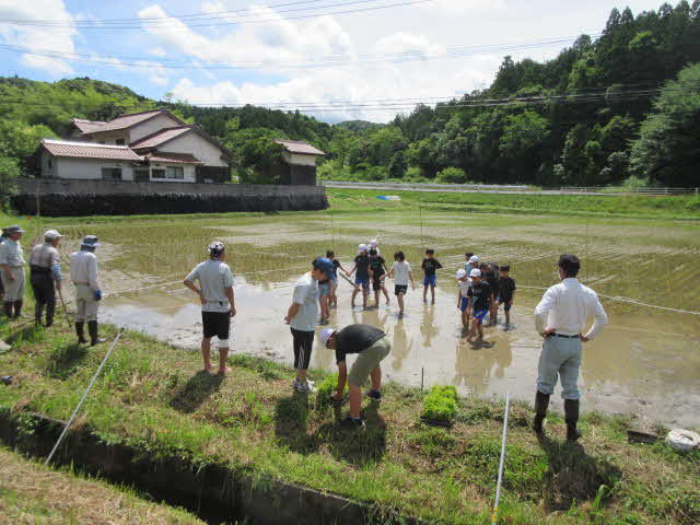 taue