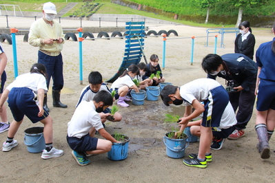 みんな自分のバケツに植えています。