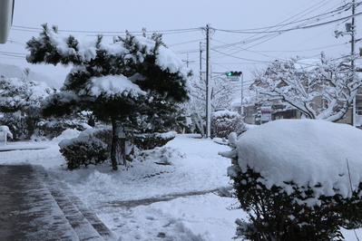 木に積もった雪が重そうです