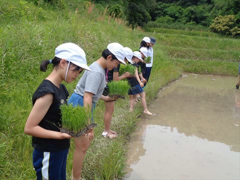 いざ田植え