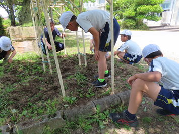 ヘチマ植え替え準備