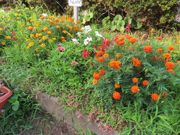 人権の花