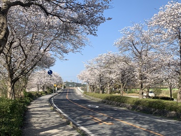 さくら写真1