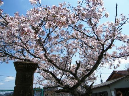 校庭の桜のようす