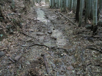 長谷コース登山道写真