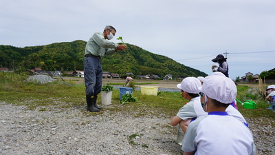 サツマイモの苗植え説明写真