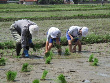 田植え写真